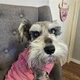 Lexi - Miniature Schnauzer