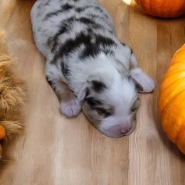 Miniature American Shepherd and Miniature Australian Shepherd Puppies from Cane Creek Aussies