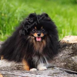Pomeranian All Grown Up from My Precious Poms
