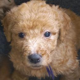 Australian Labradoodle puppies from Deuce's Doodles