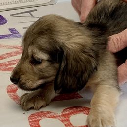 Dachshunds from Cindy Foerster's Dachshunds