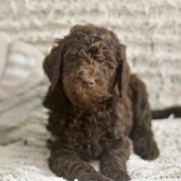 Blue - Chocolate male Labradoodle puppy in Chula Vista, California from Coastal Cocoa Labradoodle