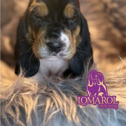 2 - Black brown and white male Basset Hound puppy in Inverness Highlands South, Florida from Lomarol Hounds
