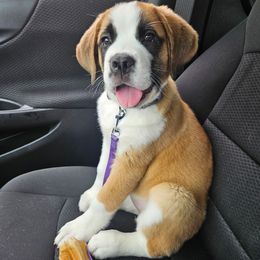 Companion Cross and Saint Bernard Puppies from Coleman Saint Bernards of Ohio