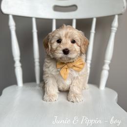 Australian Labradoodle Puppies from Rutu Australian Labradoodles