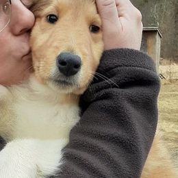 Collie Puppies from Red Tartan Kennel