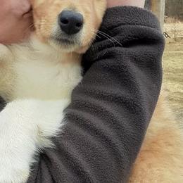 Collie Puppies from Red Tartan Kennel