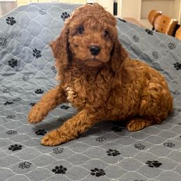 Ellis - Red male Cockapoo puppy in Sheridan, Missouri from Shepherdsfold’s Cockapoos