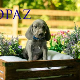 Topaz - Blue female Weimaraner puppy in Talking Rock, Georgia from North Georgia Weims