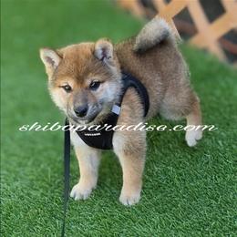 Ari - Red female Shiba Inu puppy in Tualatin, Oregon from Shiba Paradise