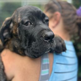 Mars, Boy 5 Chestnut Brindle - Cane Corso puppy from K9 Guardian Cane Corso