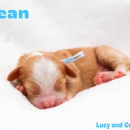 Ocean - Caramel red male Australian Labradoodle puppy in Diamond Bar, California from Furrytaildoodles