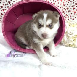 Elsa - Red and white female Siberian Husky puppy in Vail, Iowa from Homegrown Huskies