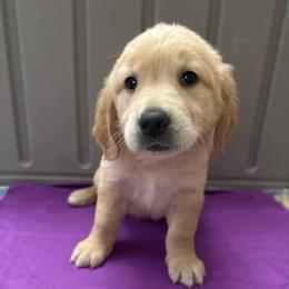 Stella (Purple) - Light golden female Golden Retriever puppy in Sedalia, Missouri from Bee’s Retrievers