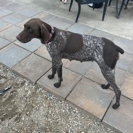 Tikka - German Shorthaired Pointer