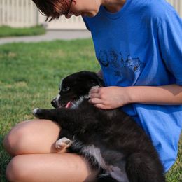 Australian Shepherd, Miniature American Shepherd, and Miniature Australian Shepherd Puppies from Painted Blue Aussies