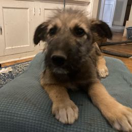 Boy 1 - Wheaten Irish Wolfhound puppy in Tennessee from Hounds of Ravenhill