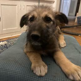 Boy 1 - Wheaten Irish Wolfhound puppy in Tennessee from Hounds of Ravenhill