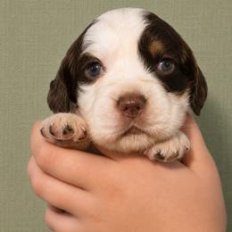 Prince - Liver white and roan male English Springer Spaniel puppy in Fort White, Florida from Thunderbird Springers