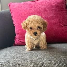 Tiffany - Apricot female Poodle puppy in Taylorsville, North Carolina from SilverLining highlands and hounds