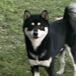Sparky - Shiba Inu