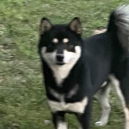Sparky - Shiba Inu