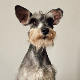 Nala - Miniature Schnauzer