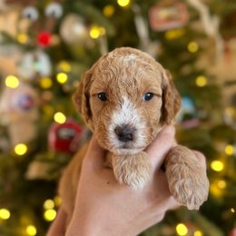 Miss Teal - Apricot female Goldendoodle puppy in Athens, Georgia from Moore Goldendoodles