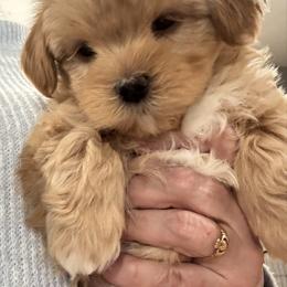 Sweet Girl - Red female Havanese puppy in Walpole, Massachusetts from Golden Glen Havanese