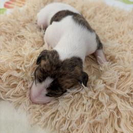 Comet - Fawn brindle male Whippet puppy in Fort Myers, Florida from Rainbow Whippets