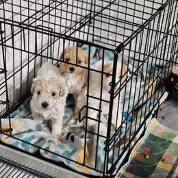 Cavapoo, Goldendoodle, Poodle, and Shihpoo Puppies from Sugarland's Texas Goldendoodles