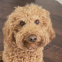 Wrigley  - Poodle