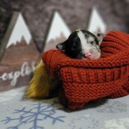 Australian Shepherd Puppies from Summit Australian Shepherds