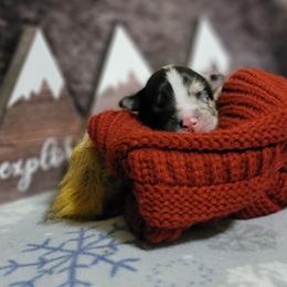 Australian Shepherd Puppies from Summit Australian Shepherds