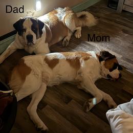 Saint Bernard Puppies from BnC Breeders