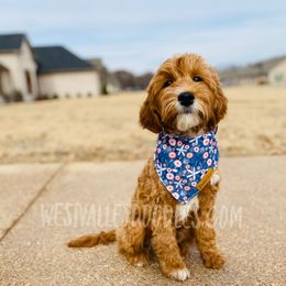 Millie - Goldendoodle