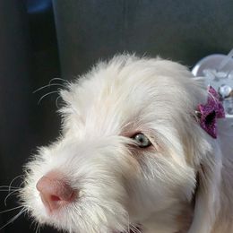 Goldendoodle Puppies from Muddydoodles