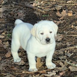 Tundra - Yellow male Labrador Retriever puppy in Cave Junction, Oregon from Serenity Labradors