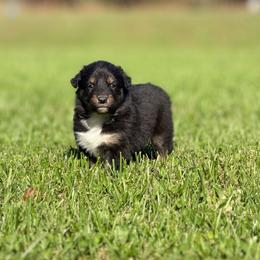 Girl 2 - Black tri-color female Australian Shepherd puppy in Argyle, Iowa from Country Time Kennels