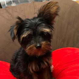 Munchie - Black and tan male Yorkshire Terrier puppy in Buford, Georgia from Thankuyorkies
