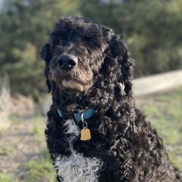 Storm - Labradoodle