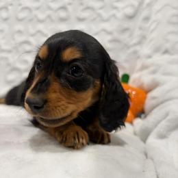 Claude - Black and tan male Dachshund puppy in Temple, Texas from Brit’s Doxie Crossing