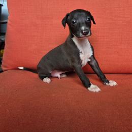 Boomer - Seal male Italian Greyhound puppy in Parsons, Kansas from Feathered Cactus Farm