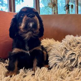 Martha (My Dear) - Black and tan female Cavalier King Charles Spaniel puppy in Tucson, Arizona from Abbey Road Cavaliers