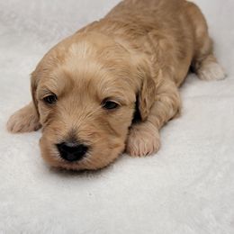 Goldendoodle Puppies from Lake Village Doodles