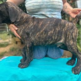 Morpheus, Boy 2 light Black Brindle with - Cane Corso puppy from K9 Guardian Cane Corso