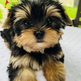 Charlie - Black tan and white male Biewer Terrier puppy in Bunnell, Florida from Royal Biewer and Royal Aussies