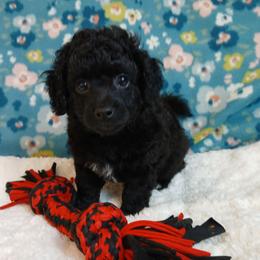 Eli - Black male Havapoo puppy in Blanch, North Carolina from Faithful Hearts Kennel
