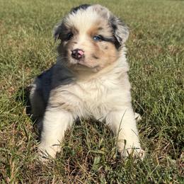 Sweet Girl 2-Blue Merle - Blue merle female Australian Shepherd puppy in Mayfield, Kentucky from Hamilton Farms