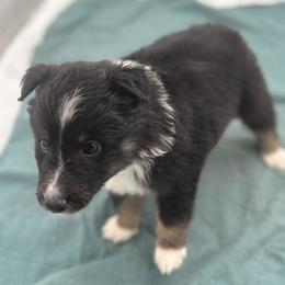 Girl 4 - Black white and tan female Shetland Sheepdog puppy in Pensacola, Florida from Nancy Barger's Siberian Huskies